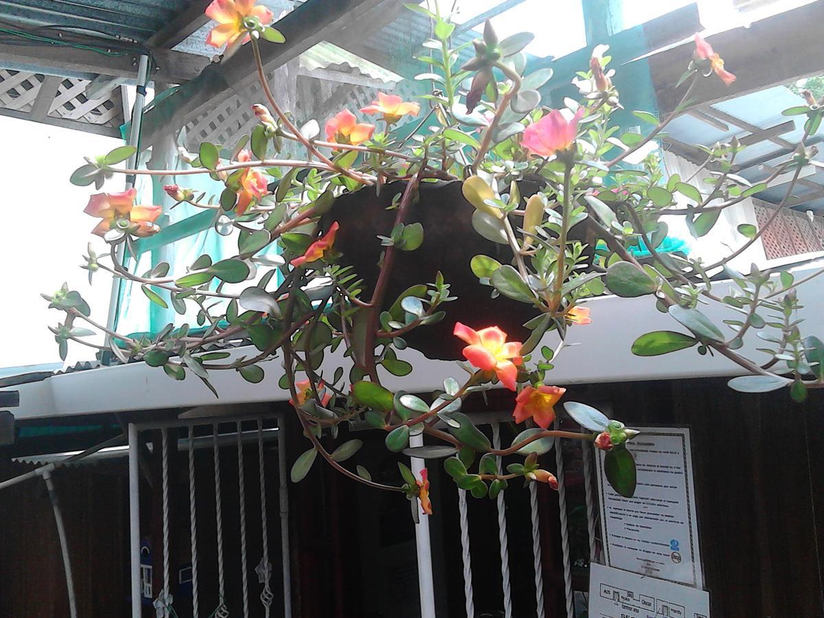 Hostel Julieta Rivas Zewnętrze zdjęcie